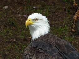 Bald eagle with white head