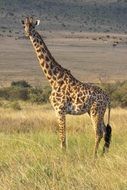 photo of a giraffe in a national park in Kenya