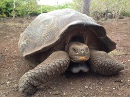 galapagos Turtle wildlife portrait