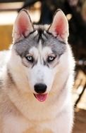 beautiful and amazing Husky Dog