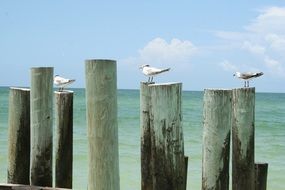 seagulls on wooden posts on the beach