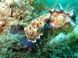 chromodoris in the underwater world
