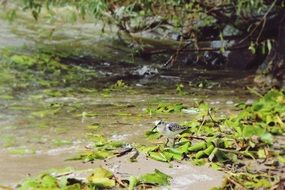 water bird on the lake shore