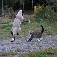 Playful Siamese Cat in the garden