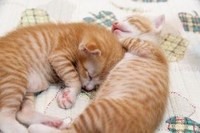 red kittens sleep on the bedspread