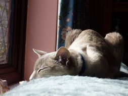 sleeping siamese cat