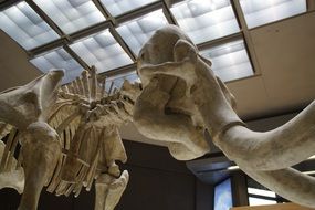 skeleton of mammoth in museum