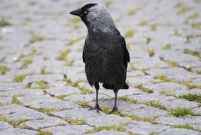black crow on pavement