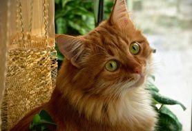sweet redhead cat