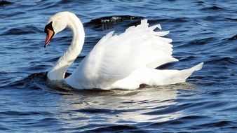 the white swan is swimming in the lake