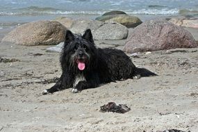 Black dog on a sand