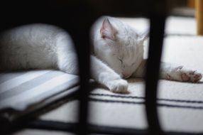 Solid White Cat sleep