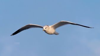 Close-up of seagull