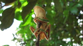 frog on the tree branch