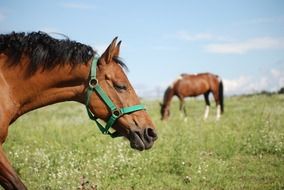The Horse Pasture