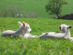 two cute fluffy lambs are resting on the grass