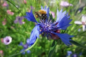 insect on bright blue cornflower