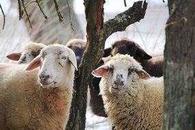 flock of sheep in the forest