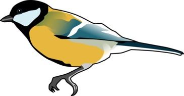 titmouse as a graphic image