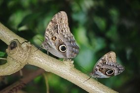 butterflies on a tree branch