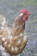 White and brown chicken
