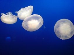 four white Jellyfish in blue water