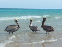 three large pelicans in the ocean