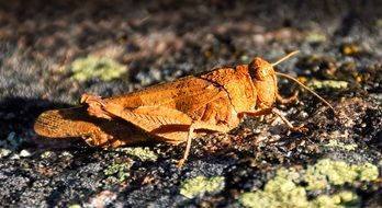 splendid Grasshopper Insect