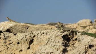 lizards on the rock
