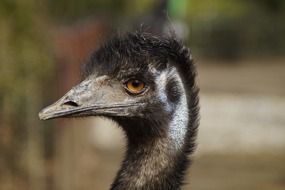Flightless emu Bird
