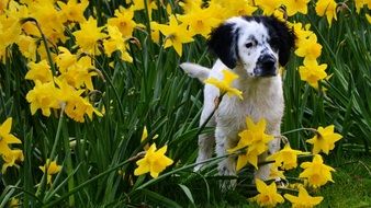 black and white dog among yellow daffodils