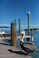 tropical pelican on the river in Florida