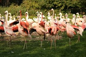 a lot of flamingos on green grass