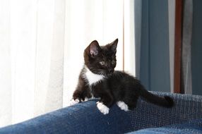 Black and white cat on the blue sofa