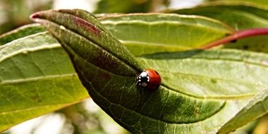 ladybug on big green plant