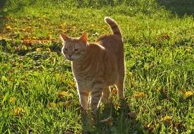 red cat on the autumn meadow on a sunny day