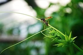 Wasp Insect on a blurred background