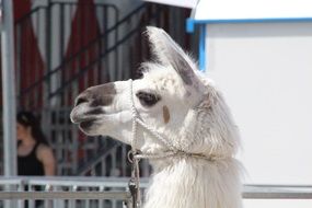White camel in circus