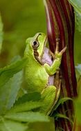 closeup picture of beautiful Tree Frog