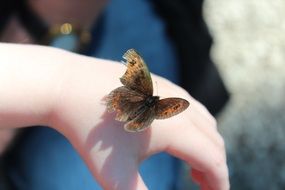 brown butterfly on a child's hand