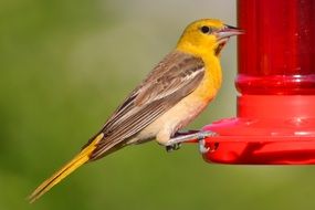 closeup photo of yellow bird on the red feeder