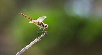 beautiful Dragonfly Insect