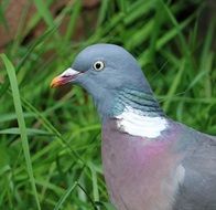 head of a pigeon