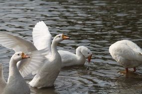 White ducks are swimming in the water