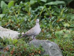 Dove, grey Bird on rock