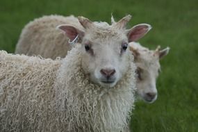 young sheep on a green meadow