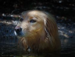 Dog head above water