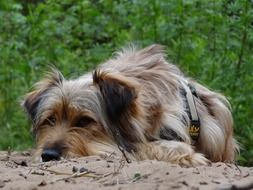 sweet fluffy domestic dog