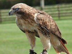 prey bird in captivity