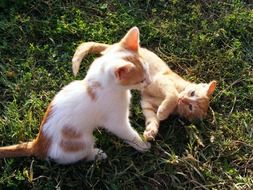 two white and red Kittens Playing on lawn